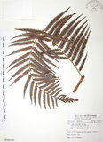 中文名:臺灣金狗毛蕨(P008549)學名:Cibotium taiwanense Kuo(P008549)