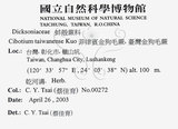 中文名:臺灣金狗毛蕨(P008814)學名:Cibotium taiwanense Kuo(P008814)
