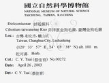 中文名:臺灣金狗毛蕨(P008814)學名:Cibotium taiwanense Kuo(P008814)