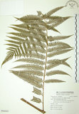 中文名:臺灣金狗毛蕨(P009425)學名:Cibotium taiwanense Kuo(P009425)