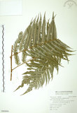 中文名:臺灣金狗毛蕨(P009894)學名:Cibotium taiwanense Kuo(P009894)