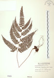 中文名:斜方複葉耳蕨(P000029)學名:Arachniodes rhomboides (Wall.) Ching(P000029)