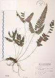 中文名:斜方複葉耳蕨(P000030)學名:Arachniodes rhomboides (Wall.) Ching(P000030)