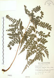中文名:斜方複葉耳蕨(P000031)學名:Arachniodes rhomboides (Wall.) Ching(P000031)