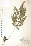 中文名:斜方複葉耳蕨(P000032)學名:Arachniodes rhomboides (Wall.) Ching(P000032)