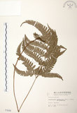 中文名:斜方複葉耳蕨(P001644)學名:Arachniodes rhomboides (Wall.) Ching(P001644)
