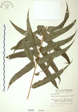 中文名:長葉腎蕨(P000632)學名:Nephrolepis biserrata (Sw.) Schott(P000632)英文名:Purple-stalk sword fern