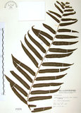 中文名:長葉腎蕨(P001574)學名:Nephrolepis biserrata (Sw.) Schott(P001574)英文名:Purple-stalk sword fern