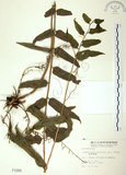 中文名:長葉腎蕨(P001989)學名:Nephrolepis biserrata (Sw.) Schott(P001989)英文名:Purple-stalk sword fern