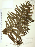 中文名:長葉腎蕨(P001990)學名:Nephrolepis biserrata (Sw.) Schott(P001990)英文名:Purple-stalk sword fern