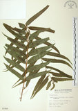 中文名:長葉腎蕨(P002889)學名:Nephrolepis biserrata (Sw.) Schott(P002889)英文名:Purple-stalk sword fern