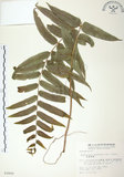中文名:長葉腎蕨(P002899)學名:Nephrolepis biserrata (Sw.) Schott(P002899)英文名:Purple-stalk sword fern