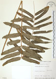中文名:長葉腎蕨(P003005)學名:Nephrolepis biserrata (Sw.) Schott(P003005)英文名:Purple-stalk sword fern