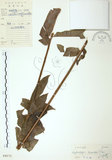 中文名:長葉腎蕨(P004171)學名:Nephrolepis biserrata (Sw.) Schott(P004171)英文名:Purple-stalk sword fern