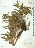 中文名:長葉腎蕨(P004273)學名:Nephrolepis biserrata (Sw.) Schott(P004273)英文名:Purple-stalk sword fern