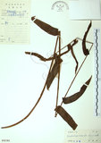 中文名:長葉腎蕨(P004340)學名:Nephrolepis biserrata (Sw.) Schott(P004340)英文名:Purple-stalk sword fern