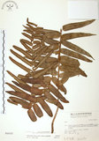 中文名:長葉腎蕨(P004547)學名:Nephrolepis biserrata (Sw.) Schott(P004547)英文名:Purple-stalk sword fern