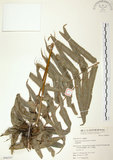 中文名:長葉腎蕨(P006531)學名:Nephrolepis biserrata (Sw.) Schott(P006531)英文名:Purple-stalk sword fern
