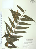 中文名:長葉腎蕨(P007029)學名:Nephrolepis biserrata (Sw.) Schott(P007029)英文名:Purple-stalk sword fern