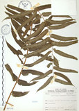 中文名:長葉腎蕨(P007142)學名:Nephrolepis biserrata (Sw.) Schott(P007142)英文名:Purple-stalk sword fern