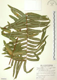 中文名:長葉腎蕨(P008836)學名:Nephrolepis biserrata (Sw.) Schott(P008836)英文名:Purple-stalk sword fern