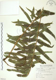 中文名:長葉腎蕨(P009121)學名:Nephrolepis biserrata (Sw.) Schott(P009121)英文名:Purple-stalk sword fern