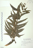 中文名:長葉腎蕨(P009906)學名:Nephrolepis biserrata (Sw.) Schott(P009906)英文名:Purple-stalk sword fern