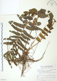中文名:長葉腎蕨(P010830)學名:Nephrolepis biserrata (Sw.) Schott(P010830)英文名:Purple-stalk sword fern