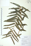 中文名:長葉腎蕨(P011401)學名:Nephrolepis biserrata (Sw.) Schott(P011401)英文名:Purple-stalk sword fern