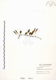 中文名:抱樹蕨(P000680)學名:Lemmaphyllum microphyllum Presl(P000680)中文別名:伏石蕨