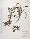 中文名:抱樹蕨(P000682)學名:Lemmaphyllum microphyllum Presl(P000682)中文別名:伏石蕨
