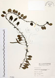 中文名:抱樹蕨(P001304)學名:Lemmaphyllum microphyllum Presl(P001304)中文別名:伏石蕨