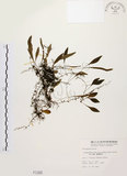 中文名:抱樹蕨(P001305)學名:Lemmaphyllum microphyllum Presl(P001305)中文別名:伏石蕨