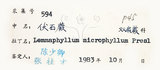 中文名:抱樹蕨(P003377)