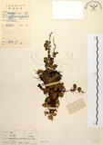 中文名:抱樹蕨(P003377)學名:Lemmaphyllum microphyllum Presl(P003377)中文別名:伏石蕨