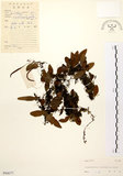 中文名:抱樹蕨(P004677)學名:Lemmaphyllum microphyllum Presl(P004677)中文別名:伏石蕨