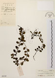 中文名:抱樹蕨(P005168)學名:Lemmaphyllum microphyllum Presl(P005168)中文別名:伏石蕨