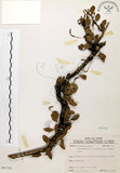 中文名:抱樹蕨(P007182)學名:Lemmaphyllum microphyllum Presl(P007182)中文別名:伏石蕨