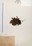 中文名:抱樹蕨(P007185)學名:Lemmaphyllum microphyllum Presl(P007185)中文別名:伏石蕨