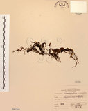 中文名:抱樹蕨(P007452)學名:Lemmaphyllum microphyllum Presl(P007452)中文別名:伏石蕨