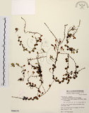 中文名:抱樹蕨(P008158)學名:Lemmaphyllum microphyllum Presl(P008158)中文別名:伏石蕨