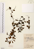 中文名:抱樹蕨(P008330)學名:Lemmaphyllum microphyllum Presl(P008330)中文別名:伏石蕨