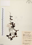 中文名:抱樹蕨(P008354)學名:Lemmaphyllum microphyllum Presl(P008354)中文別名:伏石蕨