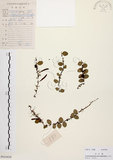 中文名:抱樹蕨(P010438)學名:Lemmaphyllum microphyllum Presl(P010438)中文別名:伏石蕨