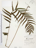 中文名:毛蕨(P000879)學名:Cyclosorus acuminatus (Houtt.) Nakai(P000879)