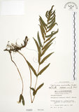 中文名:毛蕨(P000950)學名:Cyclosorus acuminatus (Houtt.) Nakai(P000950)