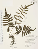 中文名:毛蕨(P001737)學名:Cyclosorus acuminatus (Houtt.) Nakai(P001737)