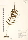 中文名:毛蕨(P001738)學名:Cyclosorus acuminatus (Houtt.) Nakai(P001738)