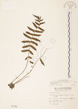 中文名:毛蕨(P001739)學名:Cyclosorus acuminatus (Houtt.) Nakai(P001739)