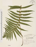 中文名:毛蕨(P002005)學名:Cyclosorus acuminatus (Houtt.) Nakai(P002005)
